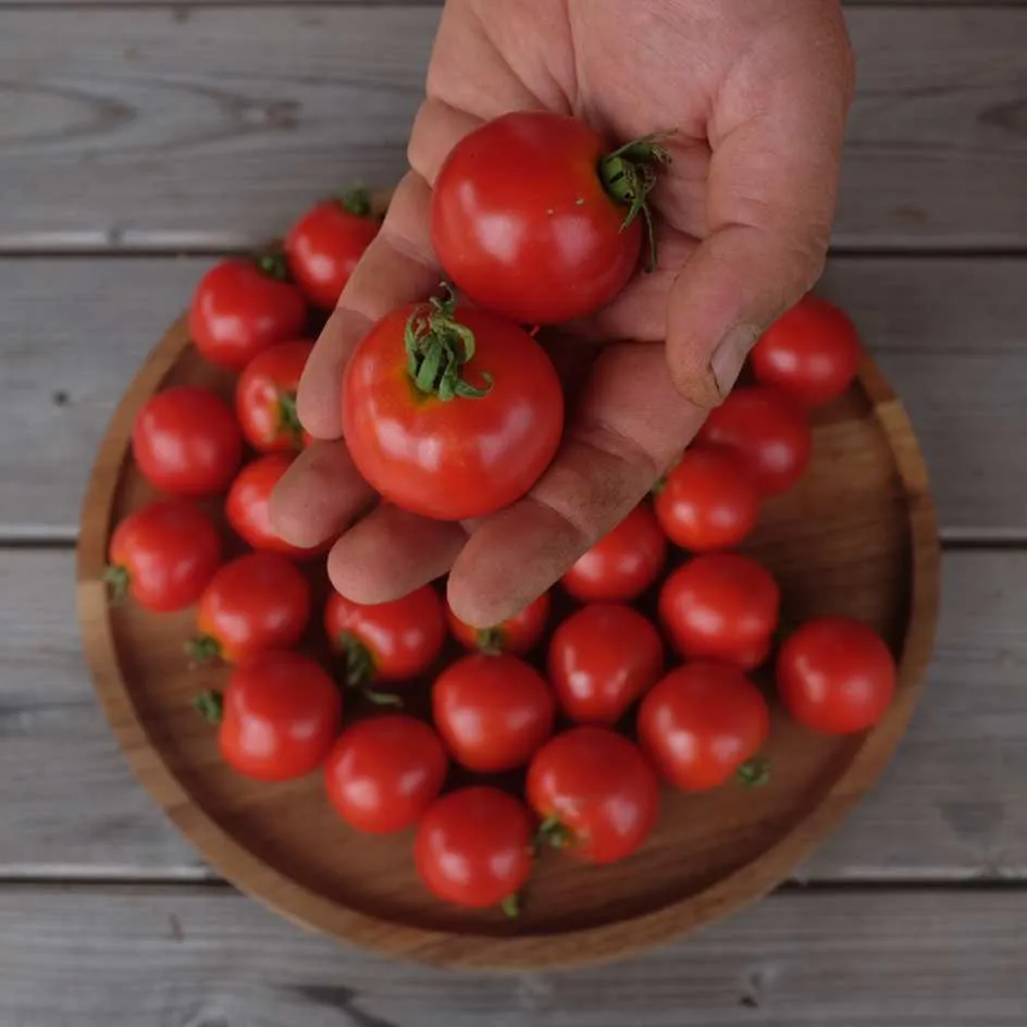 la-bo-te-graines-glacier-graines-tomate-bio-pr-coce-pot image 1