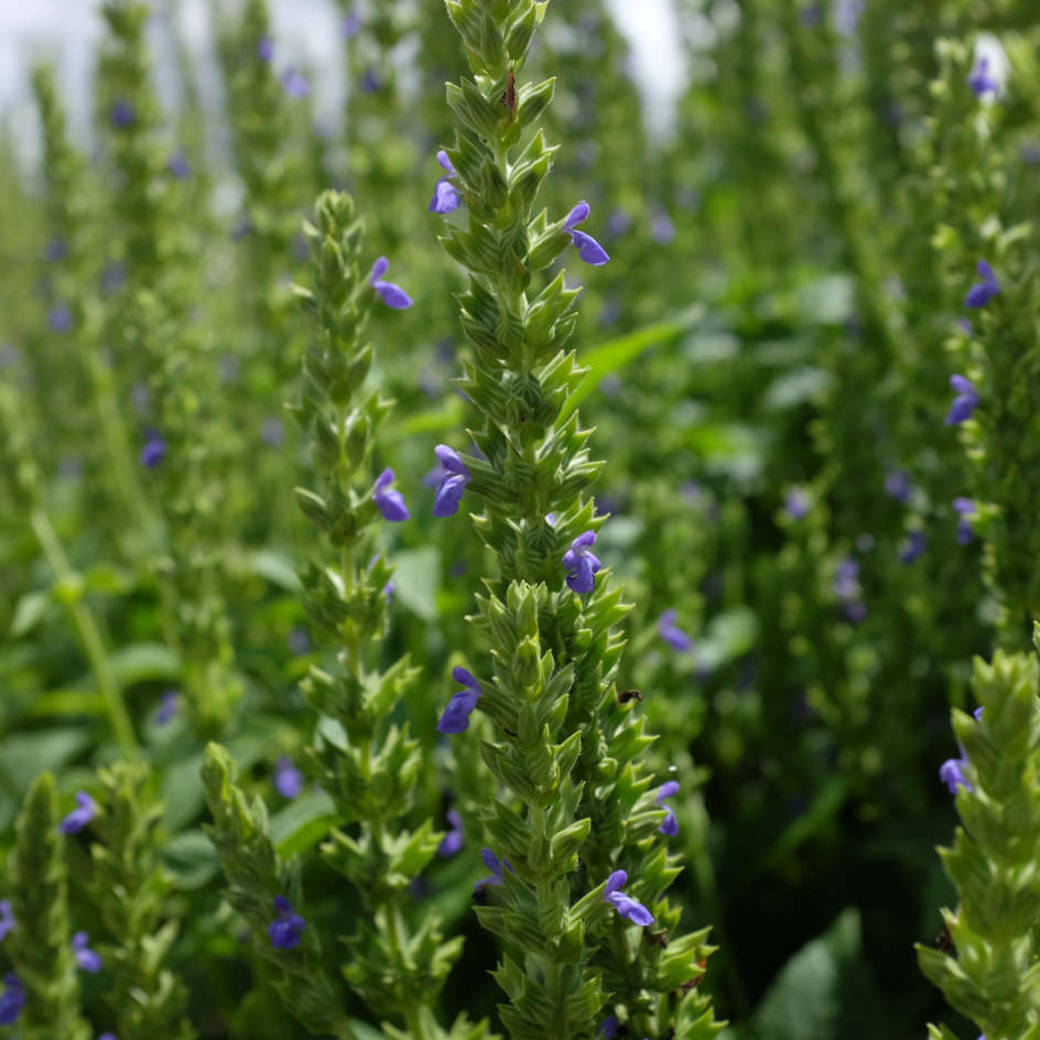 la-bo-te-graines-chia-bio-graines-fleurs-sauge-mauve image 6