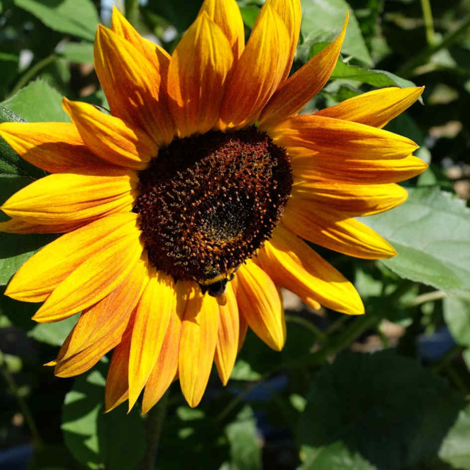 la-bo-te-graines-tournesol-g-ant-graines-fleurs-bio-4-m image 2