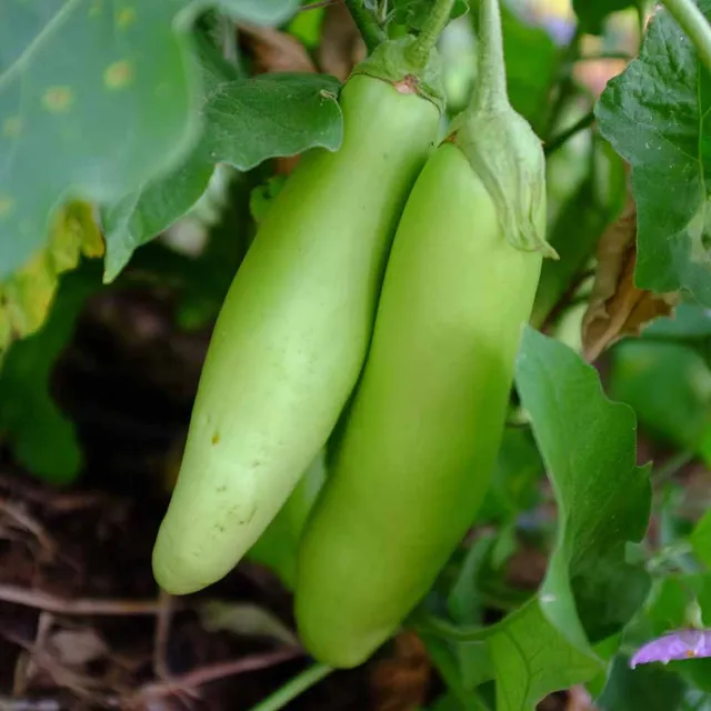la-bo-te-graines-aubergine-tha-long-green-bio-graines-verte image 1