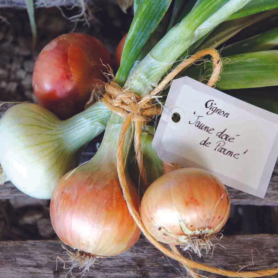 ferme-de-sainte-marthe-oignon-dorata-di-parma-graines-bio image 1