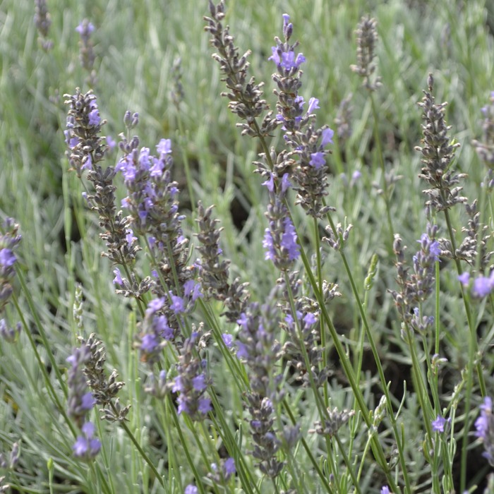 les-semences-de-l-ombelle-lavande-officinale-bio-graines-aromatiques image 1