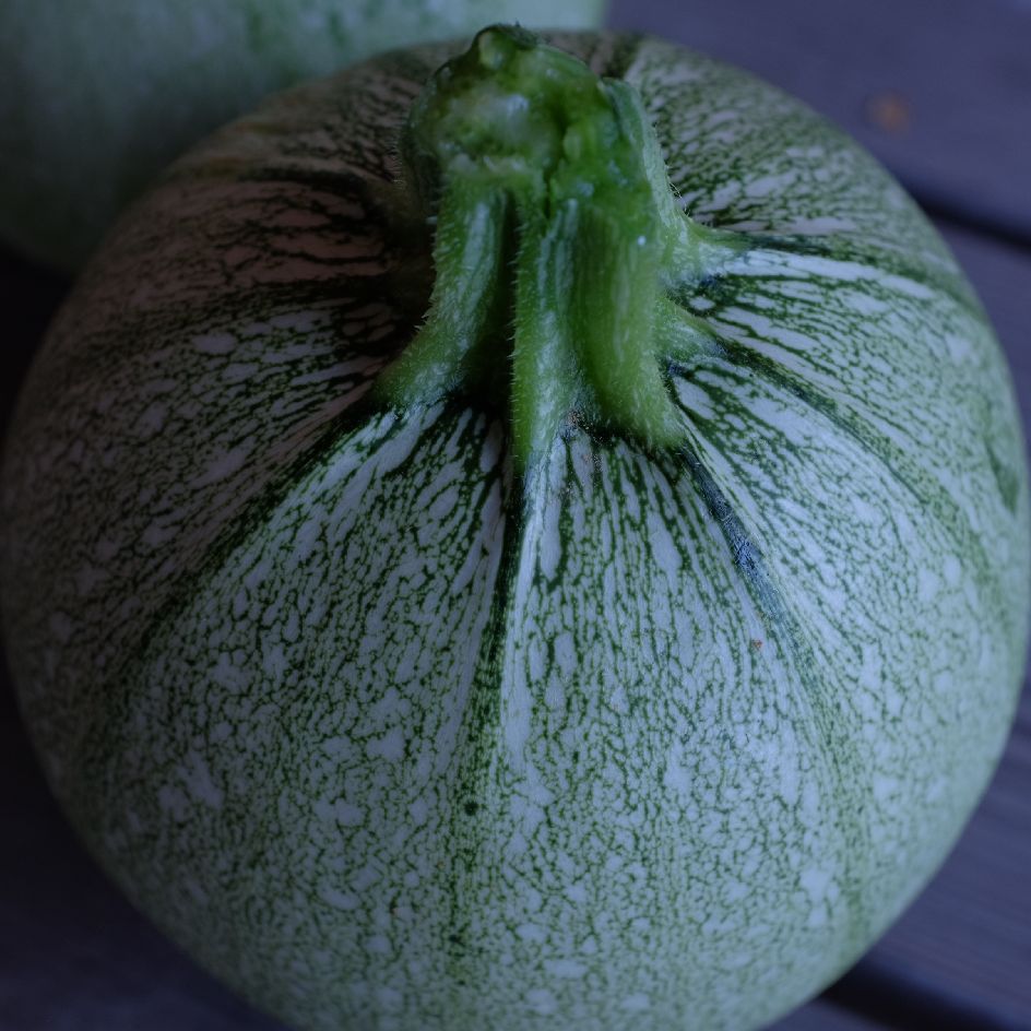 la-bo-te-graines-courgette-ronde-de-nice-graines-bio image 5