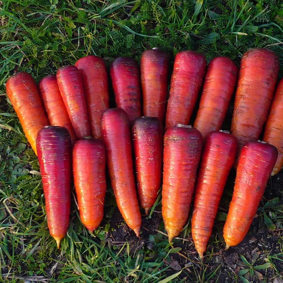 les-semences-de-l-ombelle-carotte-rouge-sang-graines-bio image 1
