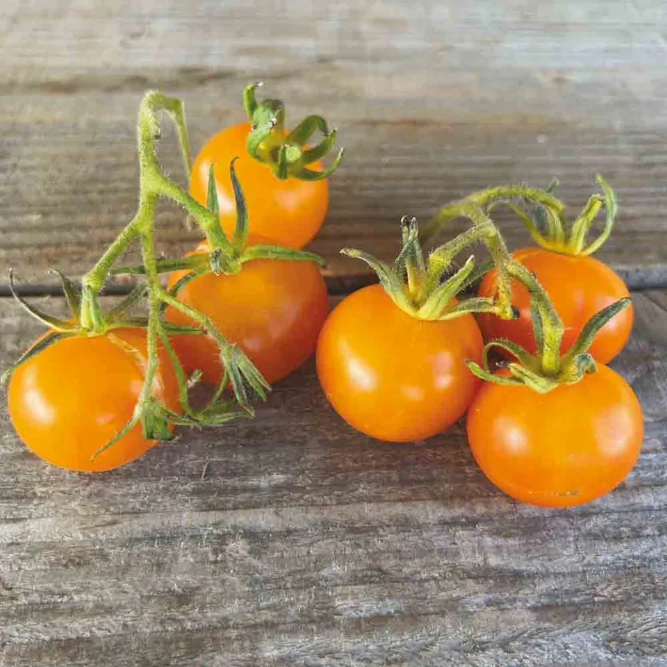 ferme-de-sainte-marthe-tomate-jaune-de-thoune-ab-graines-bio image 1