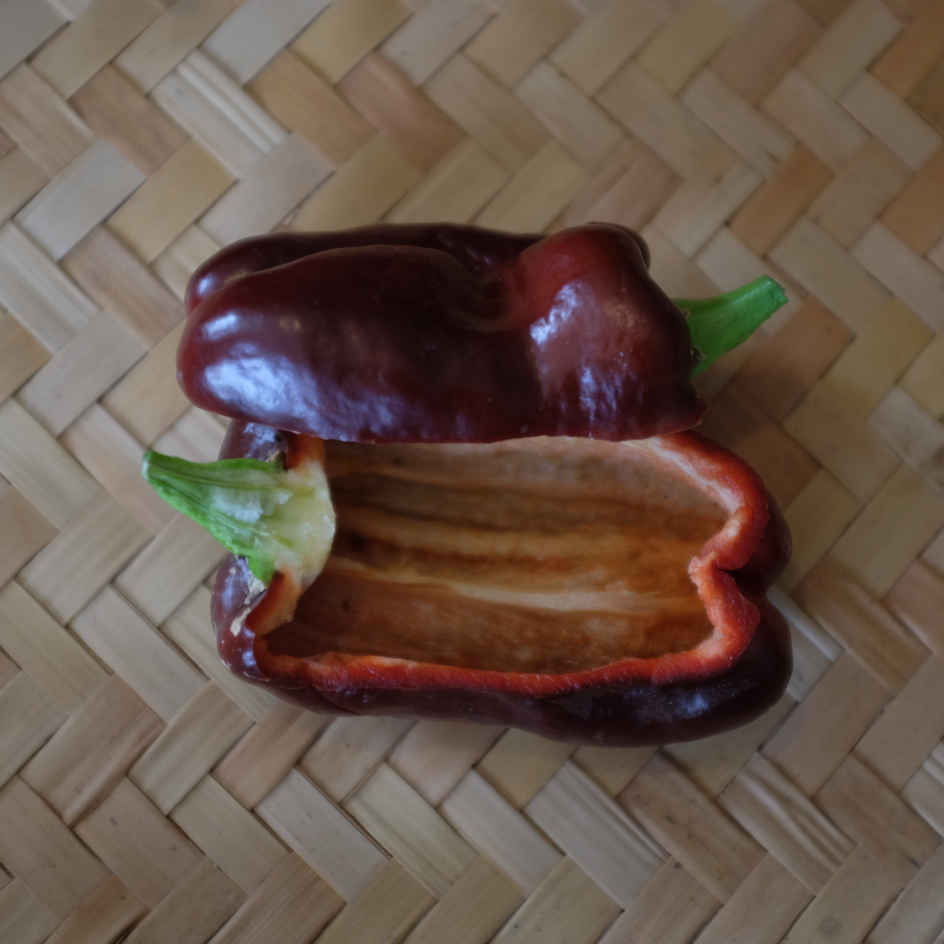 la-bo-te-graines-poivron-doux-chocolat-graines-bio image 3