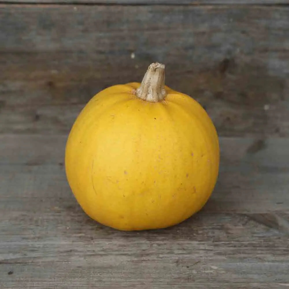 ferme-de-sainte-marthe-courge-melonnette-graines-bio-vend-e image 1