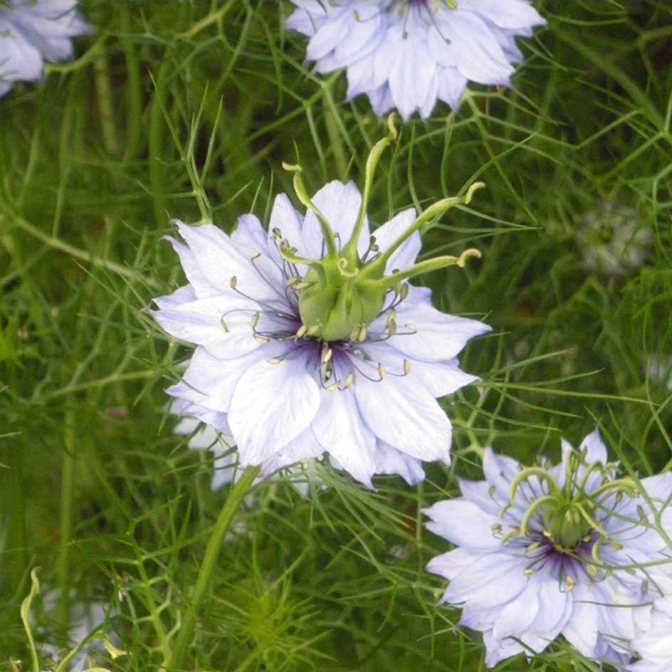 la-bo-te-graines-nigelle-de-damas-mix-bio-graines-fleurs image 2