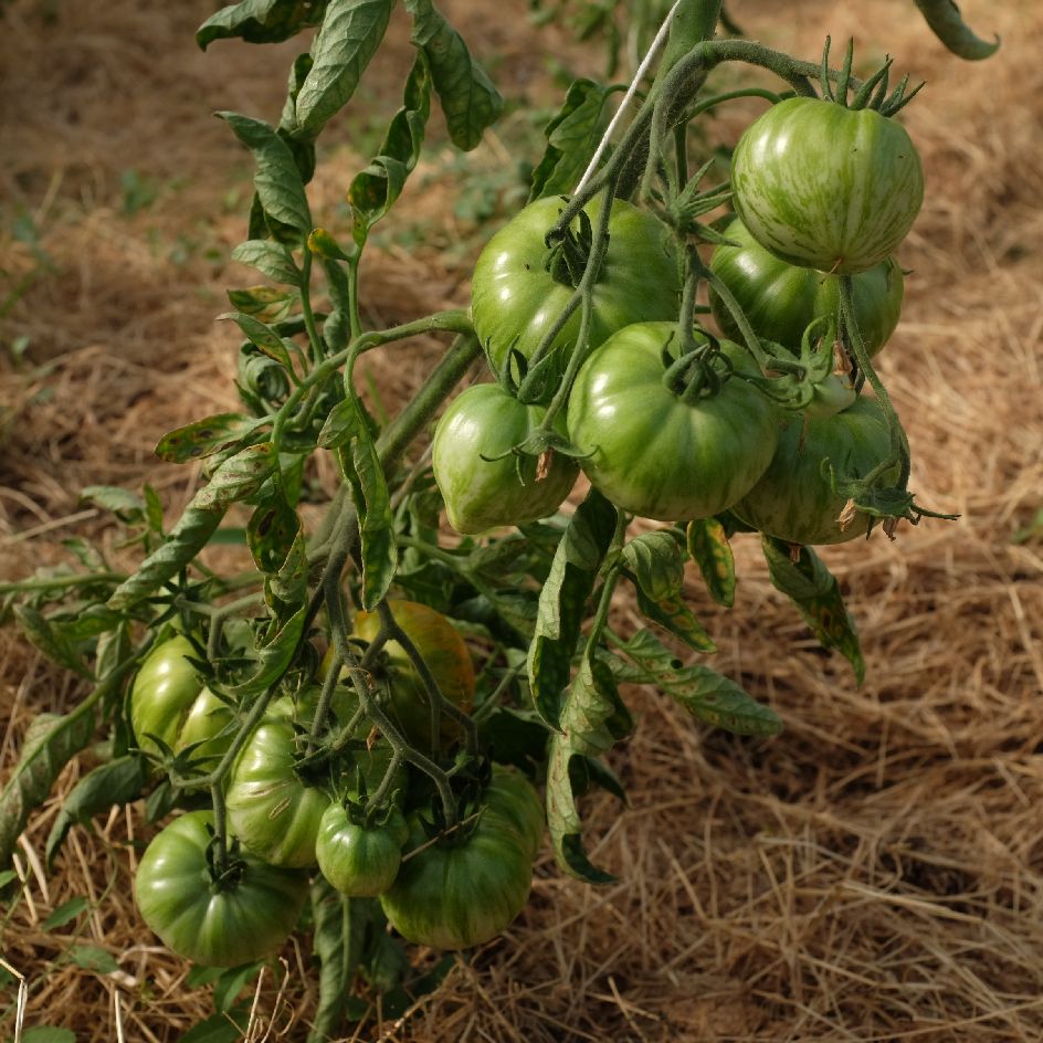 la-bo-te-graines-tomate-copia-graines-bio-beefsteak-douce image 3