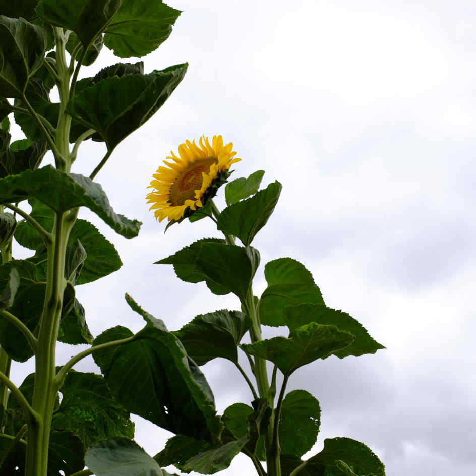 la-bo-te-graines-tournesol-g-ant-graines-fleurs-bio-4-m image 3
