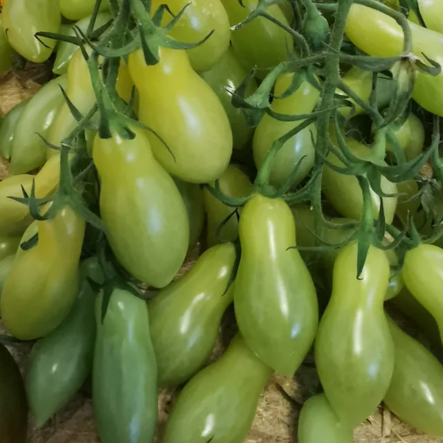 les-semences-de-l-ombelle-dancing-green-fingers-tomate-cerise-bio image 1