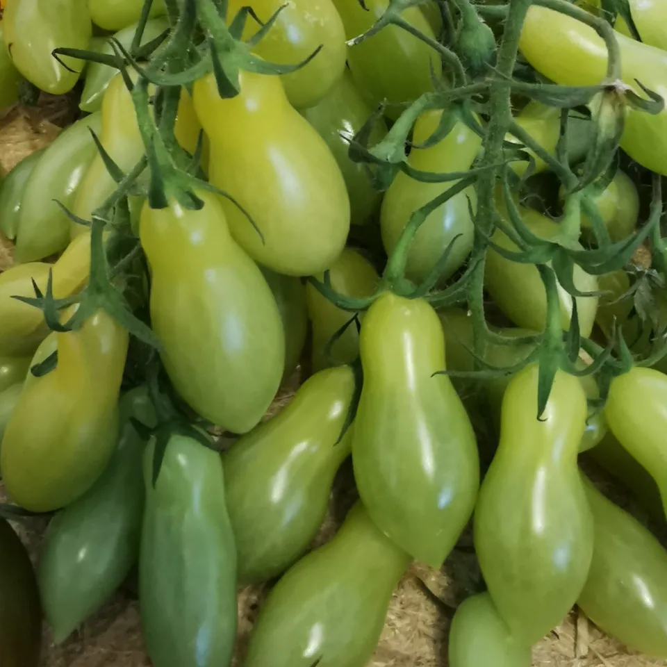 les-semences-de-l-ombelle-dancing-green-fingers-tomate-cerise-bio image 1