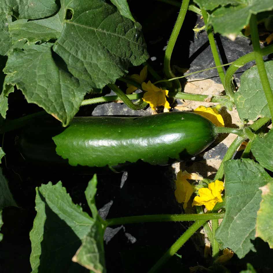 la-bo-te-graines-concombre-vert-long-mara-cher-bio-graines image 3