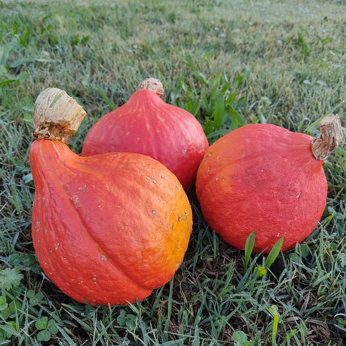les-semences-de-l-ombelle-potimarron-red-kuri-graines-bio image 1