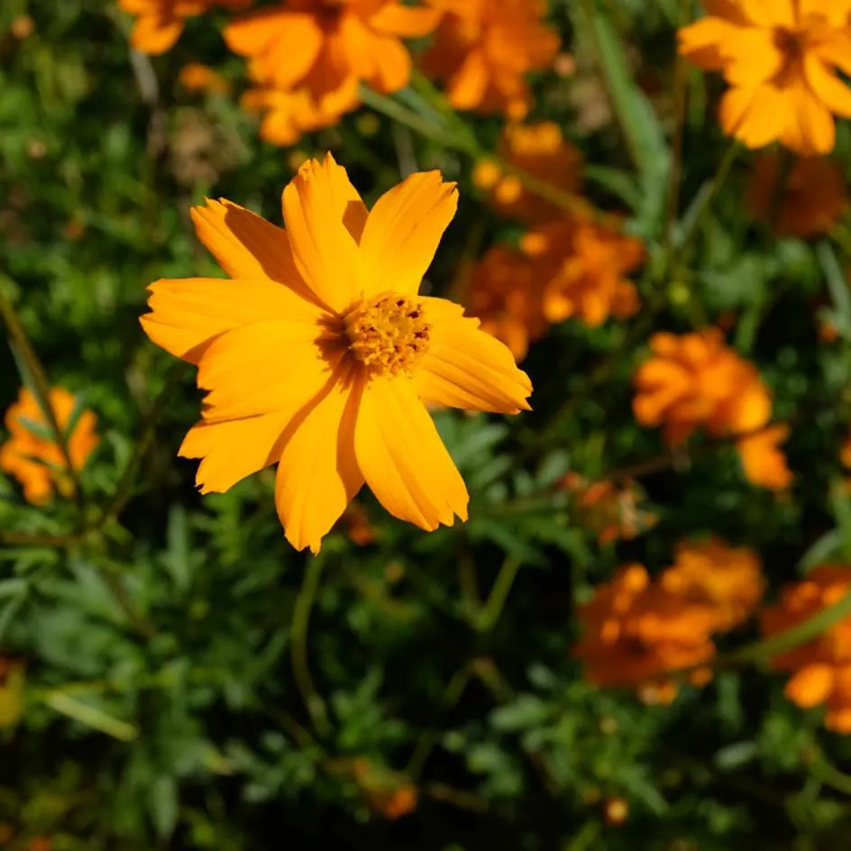 la-bo-te-graines-cosmos-sulphureux-graines-fleurs-bio-orange image 1