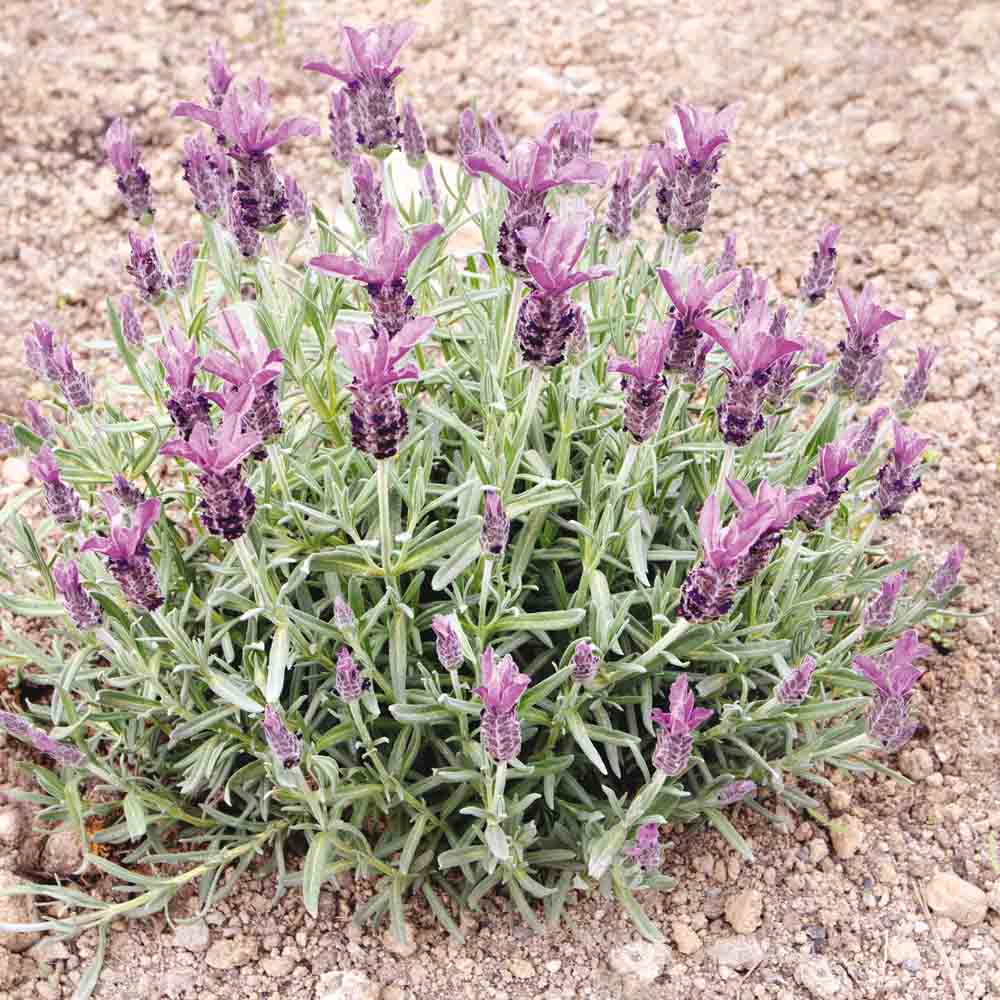 ferme-ste-marthe-lavande-papillon-graines-fleurs-mauve-bio image 1