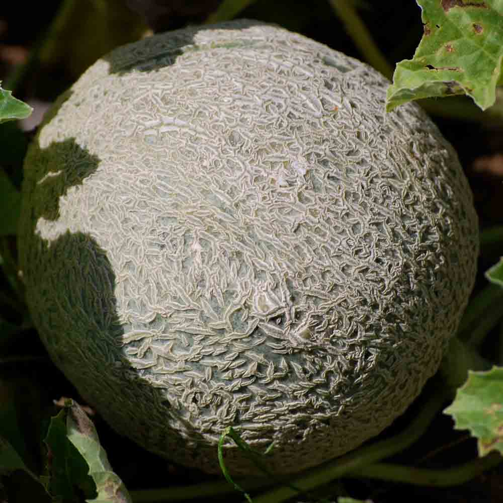 ferme-de-sainte-marthe-melon-hales-best-jumbo-graines-bio-sucr image 1