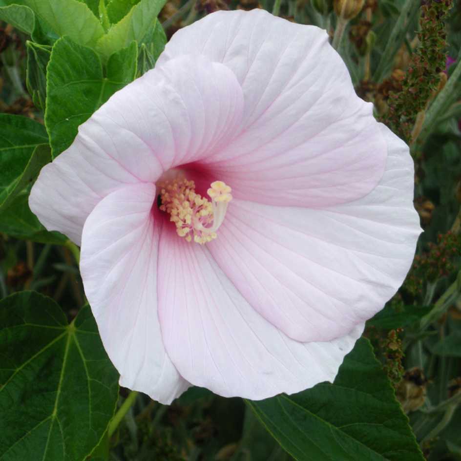 la-bo-te-graines-graines-fleurs-hibiscus-lasiocarpos-sachet-bio-rose image 1