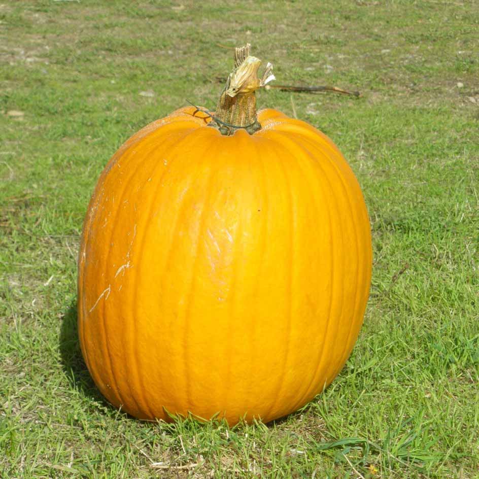 la-bo-te-graines-jack-o-lantern-graines-de-courge-bio image 2