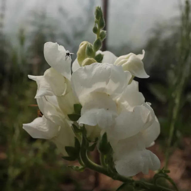 la-bo-te-graines-muflier-snowflake-graines-fleurs-bio-blanc image 1