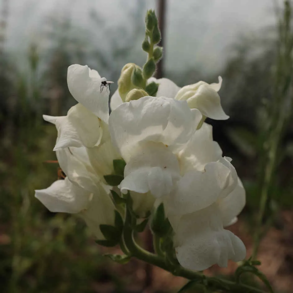la-bo-te-graines-muflier-snowflake-graines-fleurs-bio-blanc image 1