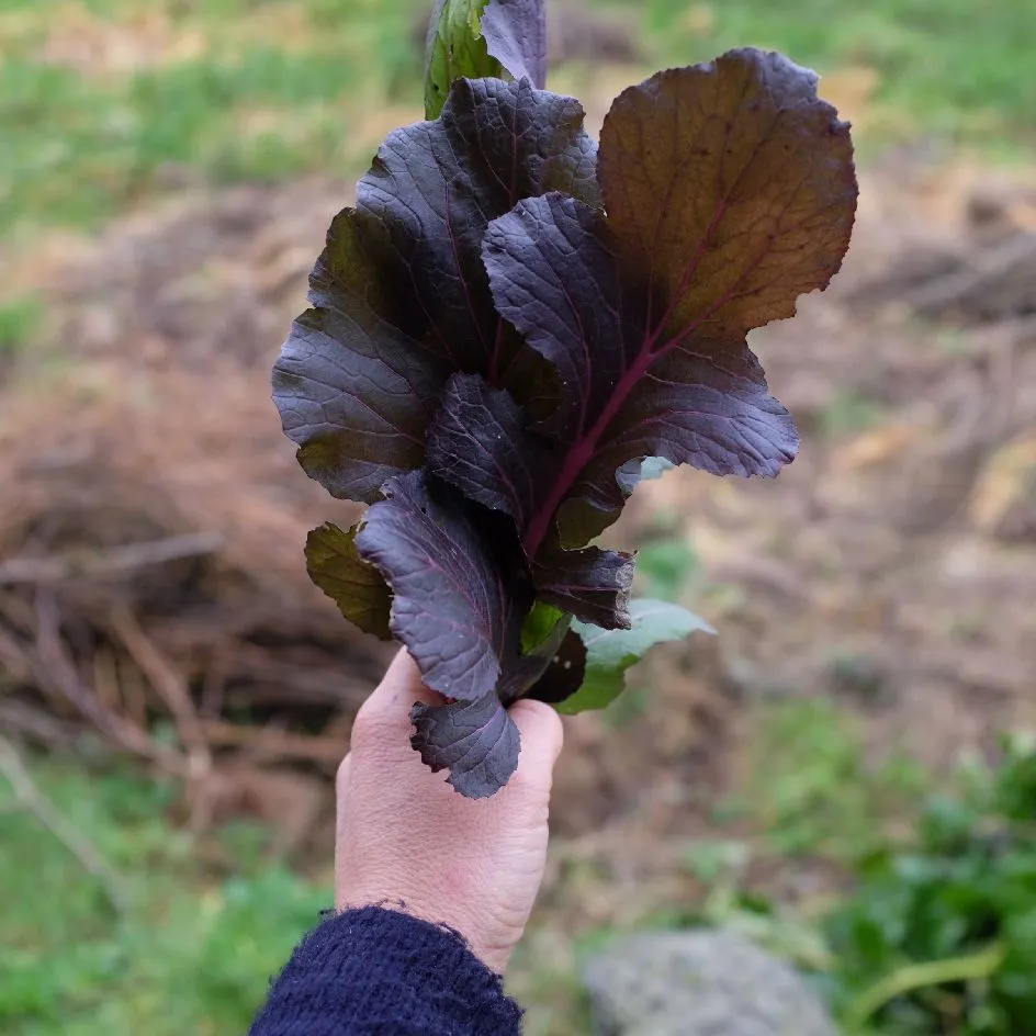 la-bo-te-graines-mizuna-vibrant-ultraviolet-graines-bio-mesclun image 1