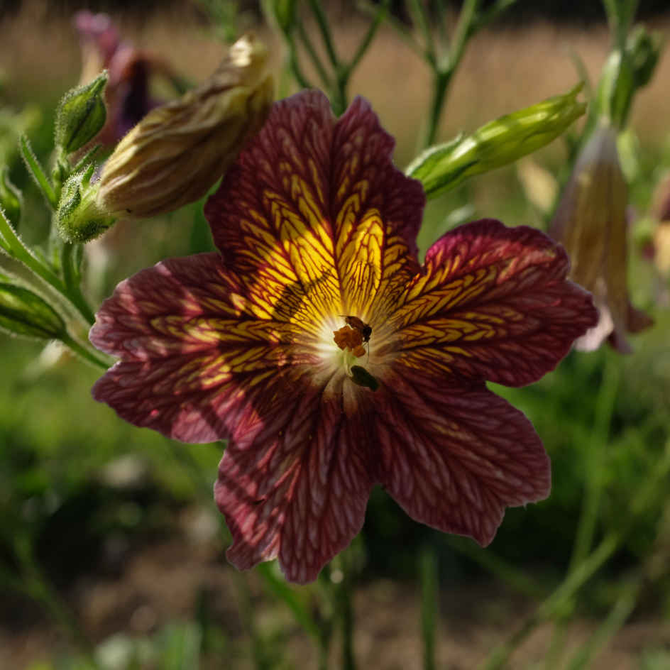la-bo-te-graines-salpiglossis-sinuata-m-lange-graines-fleurs-bio image 1