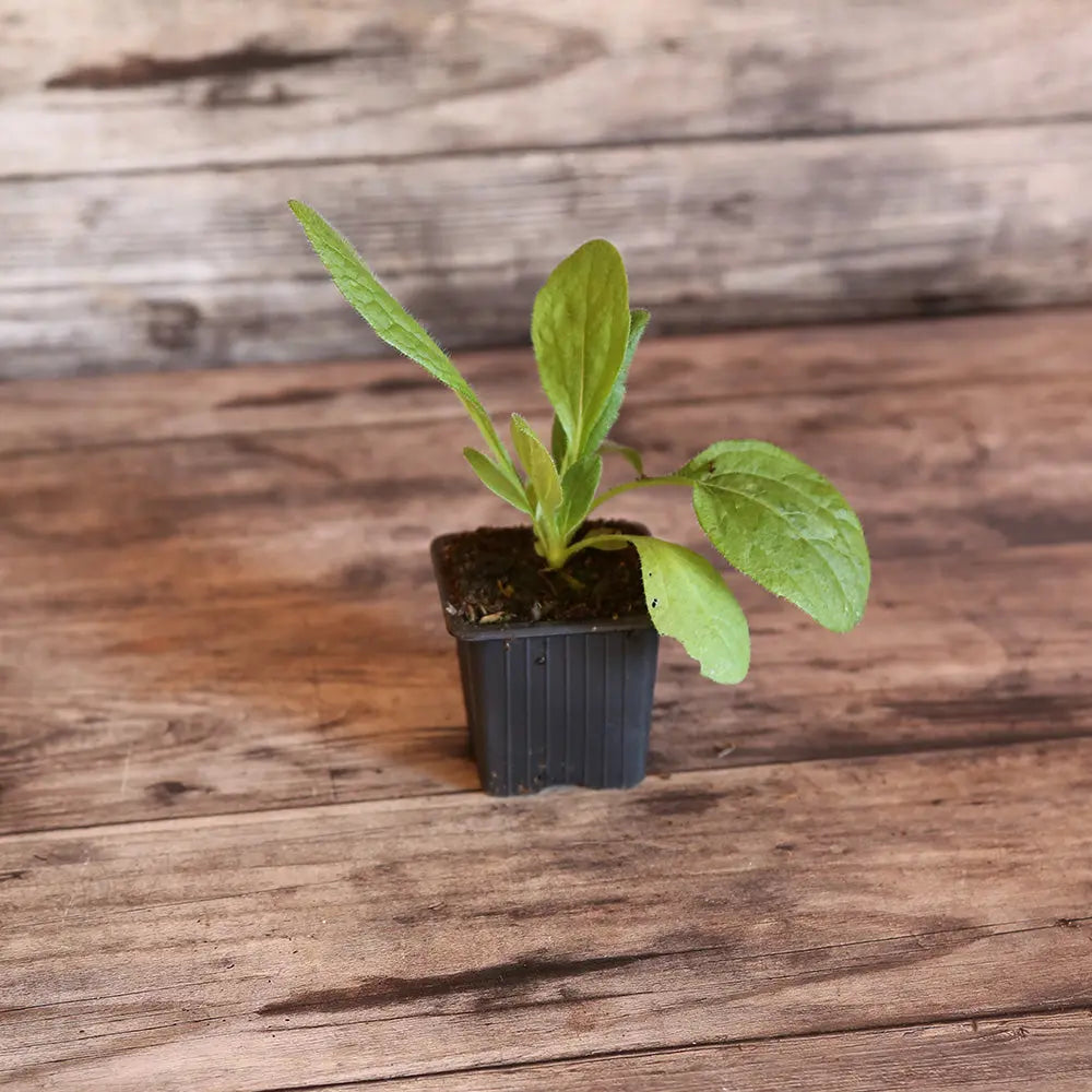 ferme-de-sainte-marthe-rudbeckia-chocolate-orange-plant-bio image 1