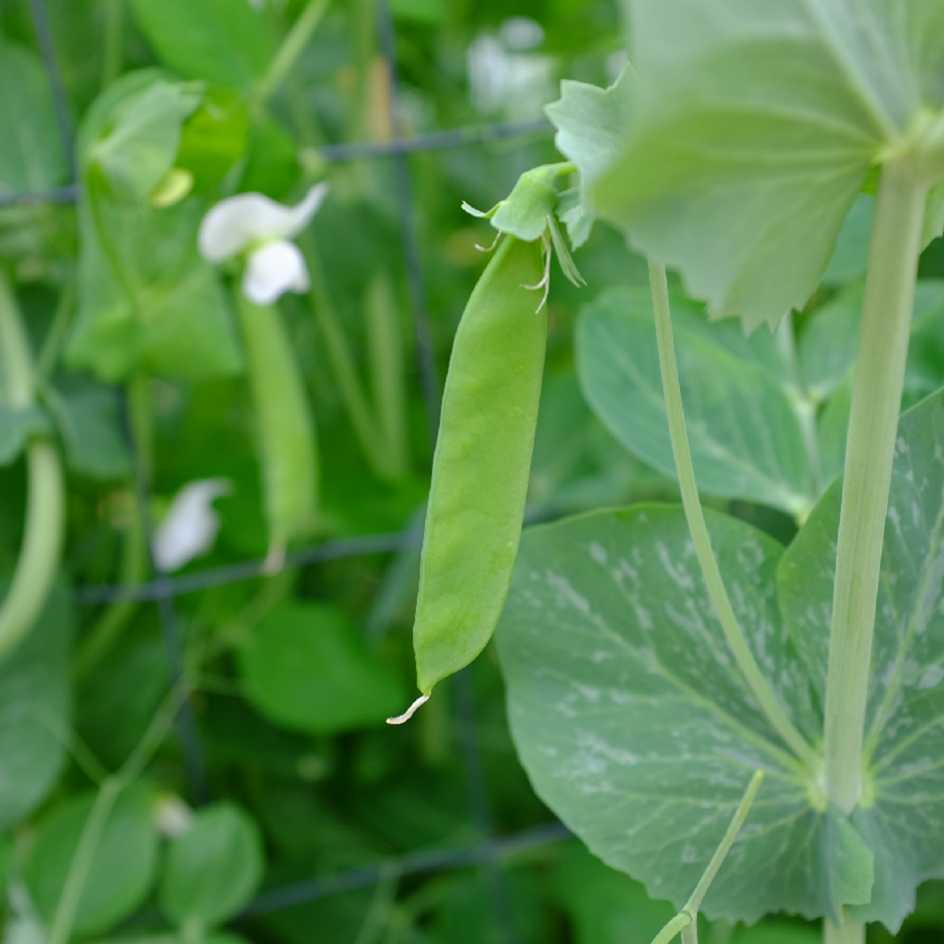 la-bo-te-graines-graines-l-gumes-pois-de-chantenay-bio image 3