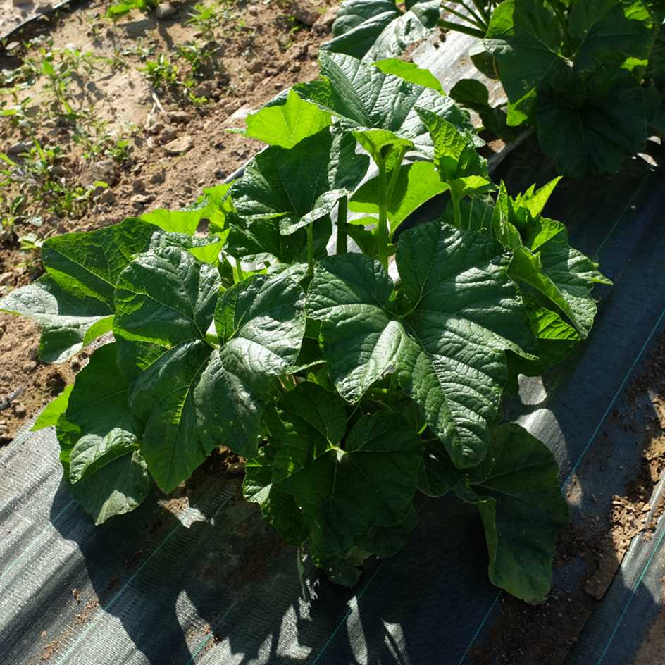 la-bo-te-graines-courge-baby-boo-graines-l-gumes-bio-blanche image 5