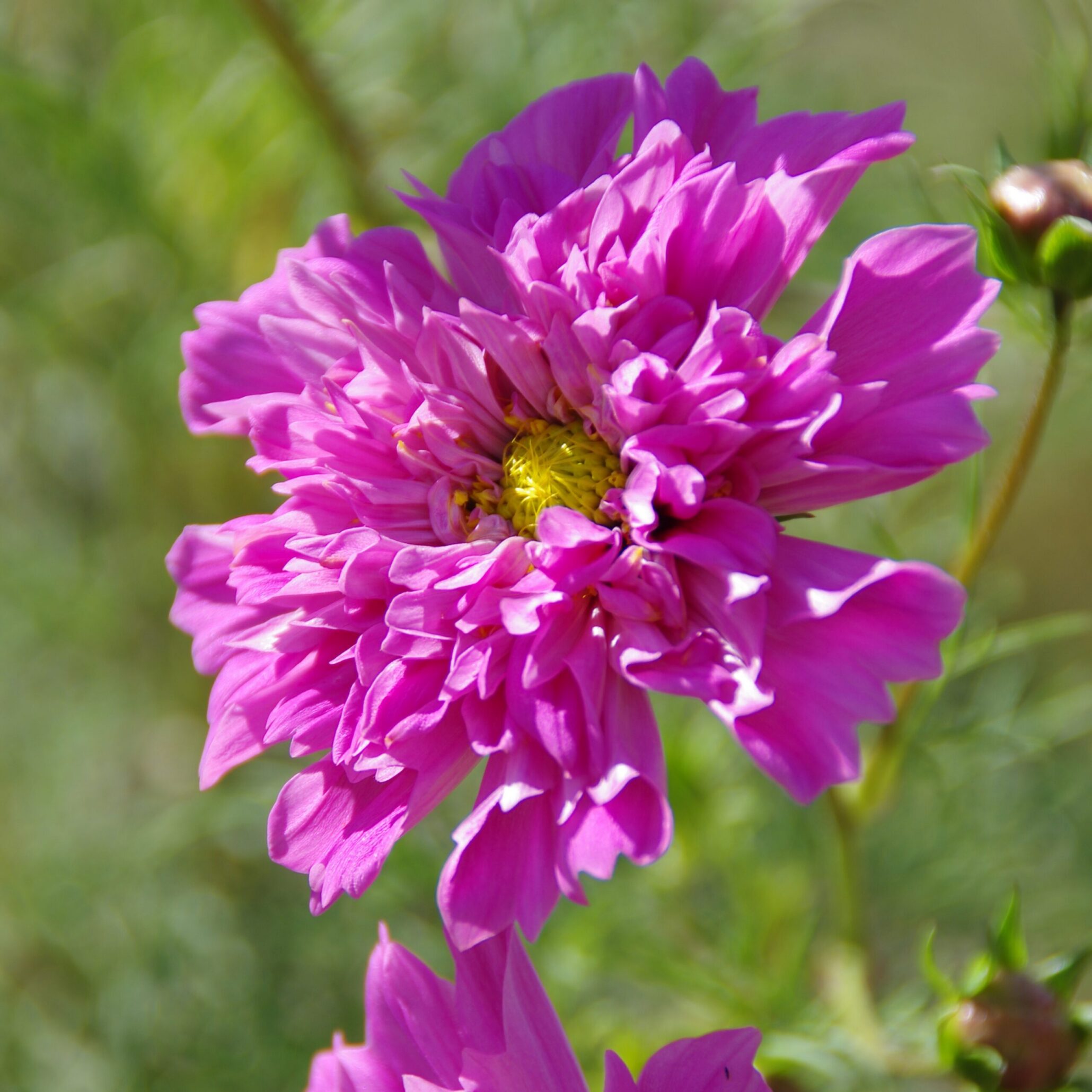 les-semences-de-l-ombelle-cosmos-double-click-rose-graines-fleurs image 1