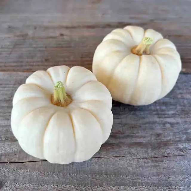 ferme-de-sainte-marthe-baby-boo-graines-de-courge-bio-mini-blanche image 1