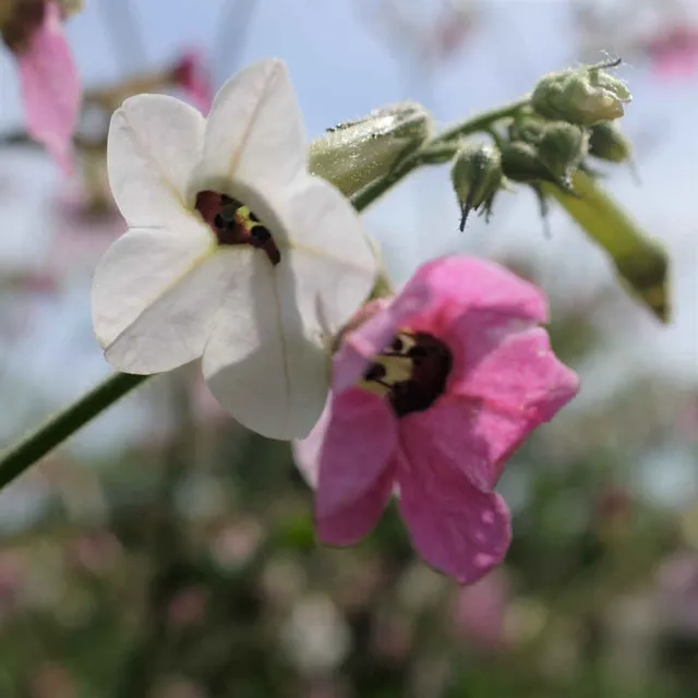 la-bo-te-graines-nicotiana-mutabilis-bio-graines-fleurs-roses image 1