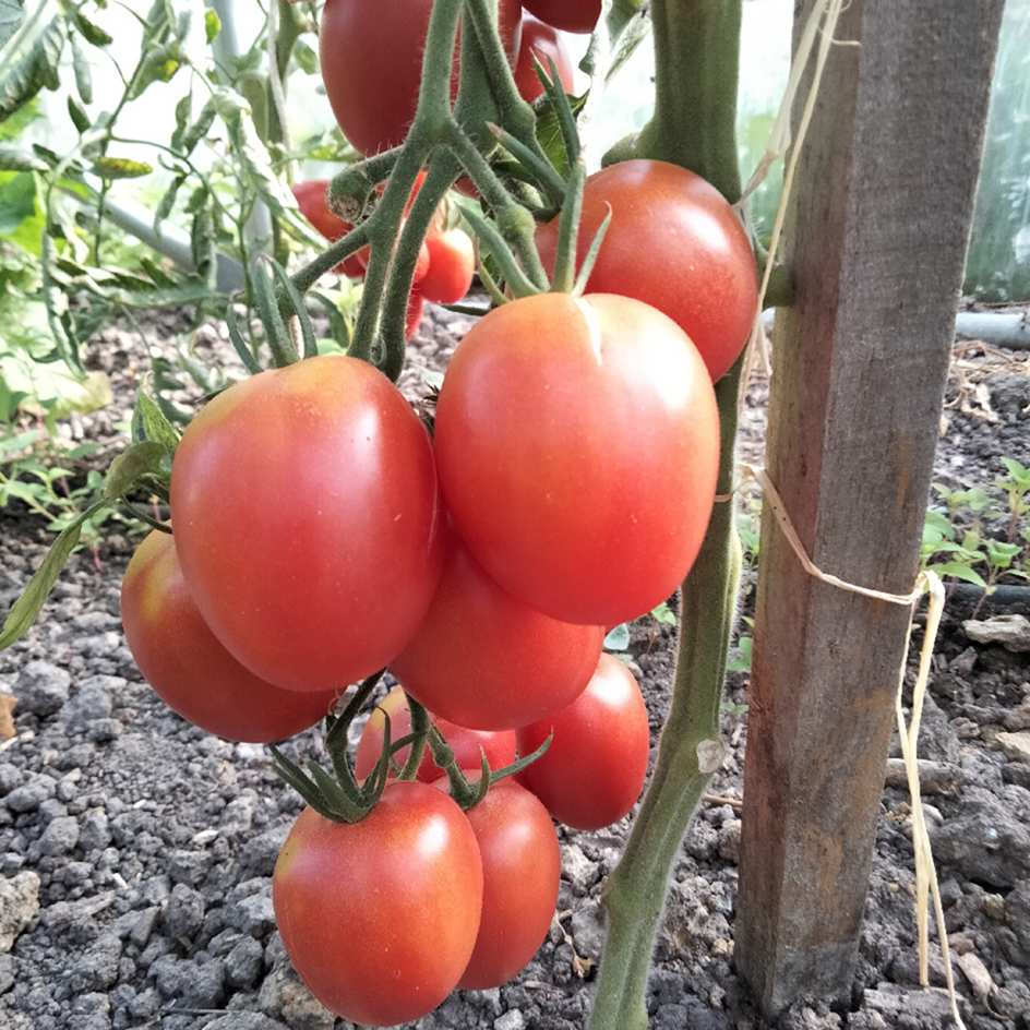 la-bo-te-graines-tomate-olirose-saint-domingue-graines-bio image 2