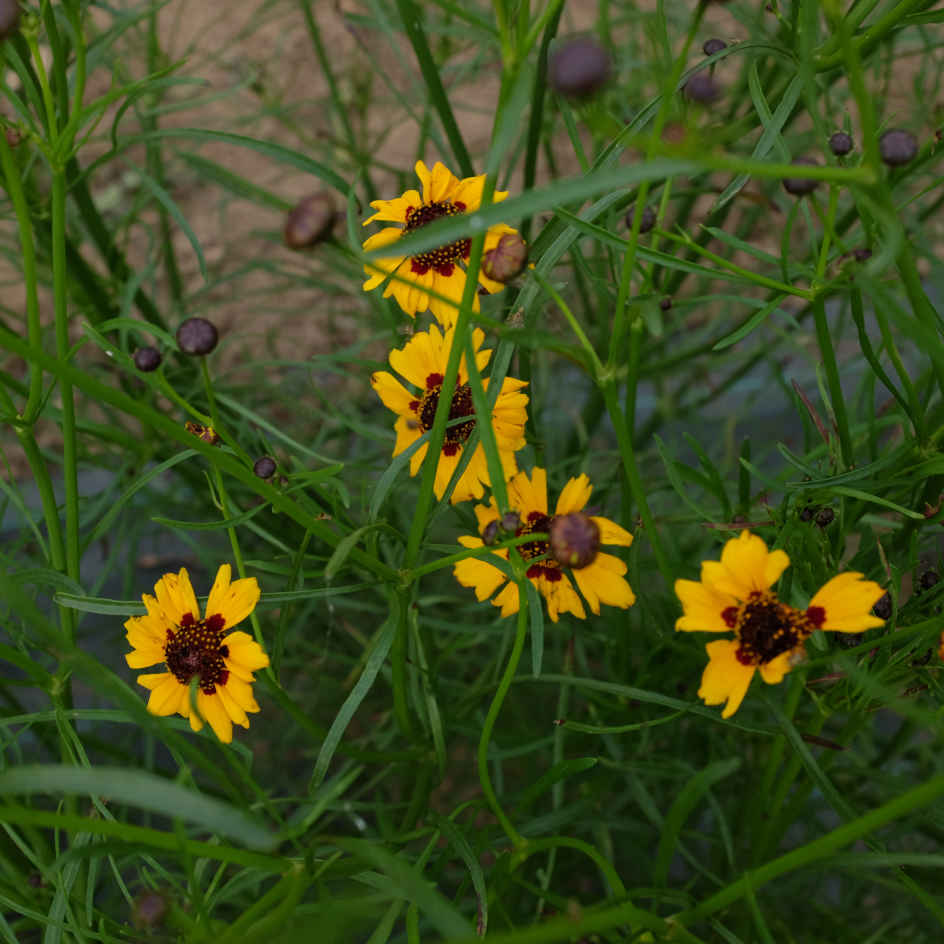 la-bo-te-graines-coreopsis-des-teinturiers-bio-graines-fleurs image 4