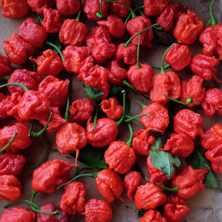 la-bo-te-graines-carolina-reaper-graines-de-piment-bio image 2