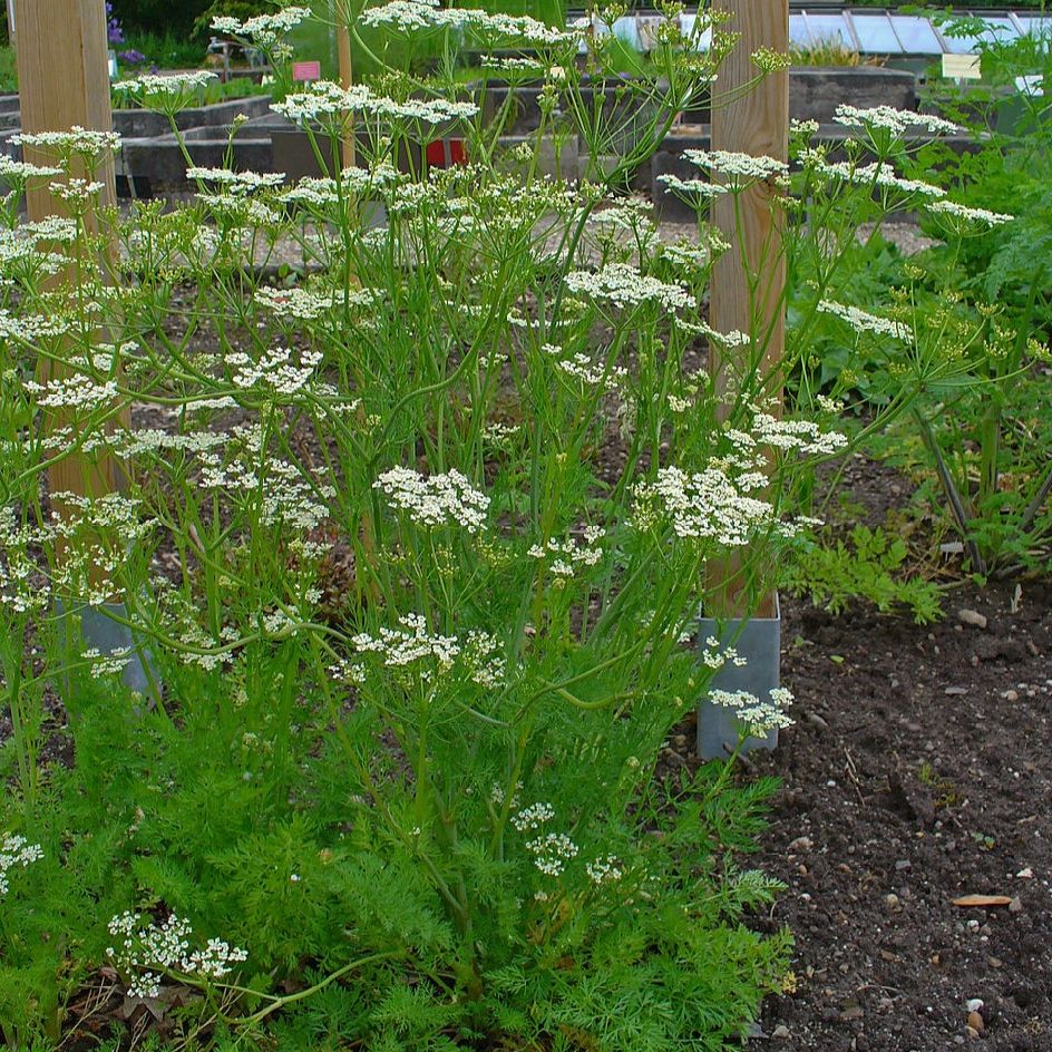 la-bo-te-graines-cumin-des-pr-s-carvi-bio-graines-aromatiques-anis image 2