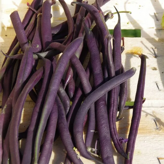 les-semences-de-l-ombelle-haricot-nain-mangetout-reine-des-pourpres-graines-bio image 1