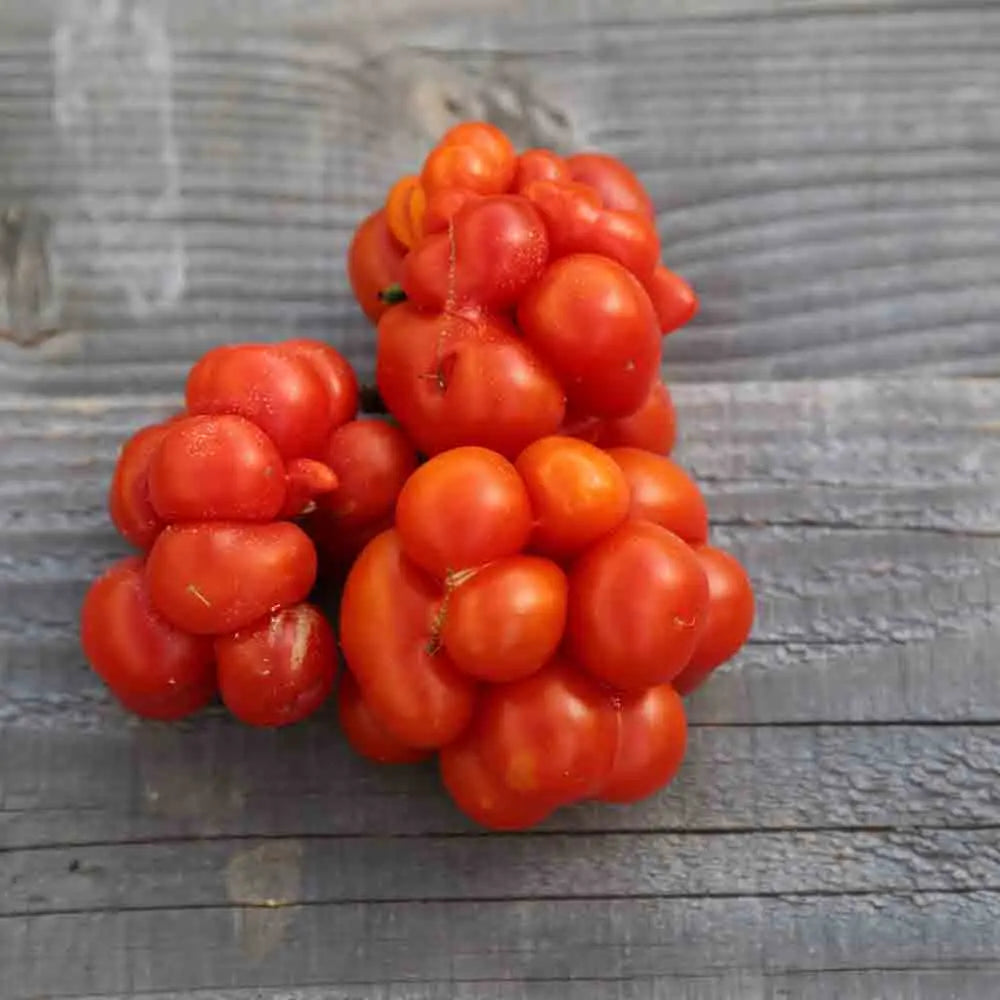 ferme-de-sainte-marthe-voyage-graines-tomate-bio-lobes-100g image 1