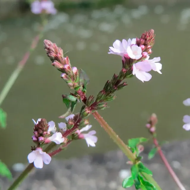 ferme-de-sainte-marthe-verveine-officinale-graines-de-fleurs-bio-infusion image 1