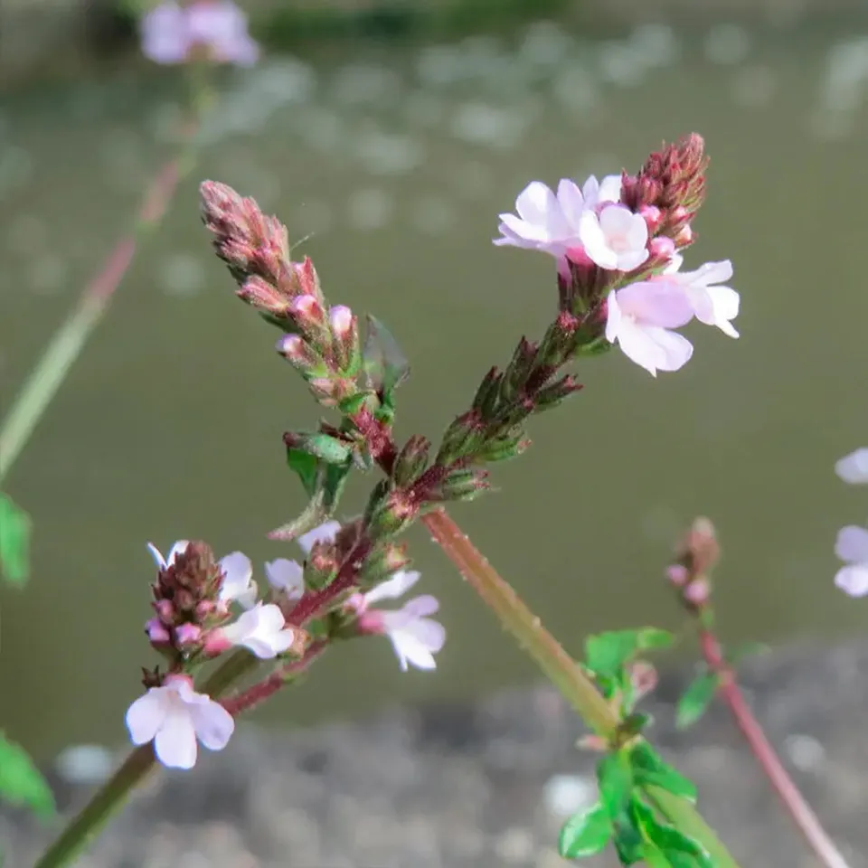 ferme-de-sainte-marthe-verveine-officinale-graines-de-fleurs-bio-infusion image 1