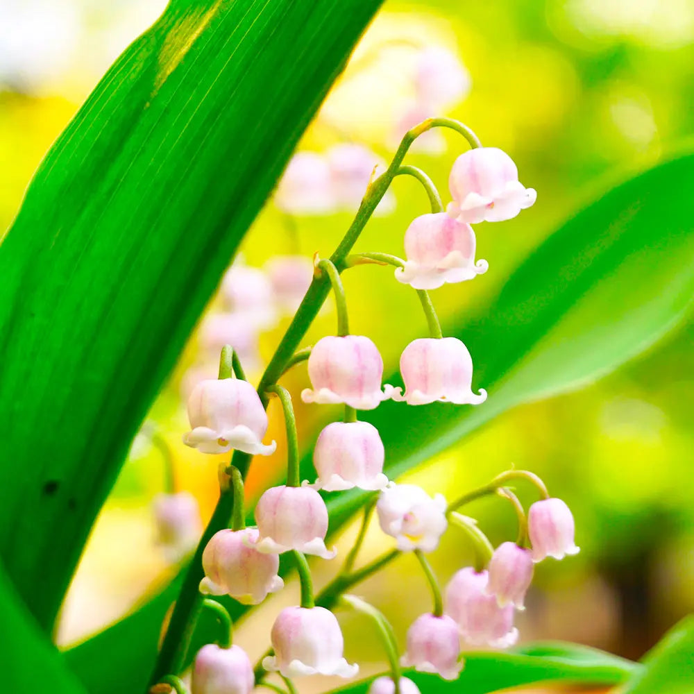 ferme-de-sainte-marthe-muguet-rosea-bulbe-rose-p-le-bio image 1