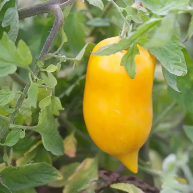 ferme-de-sainte-marthe-poivron-jaune-graines-tomate-bio image 1