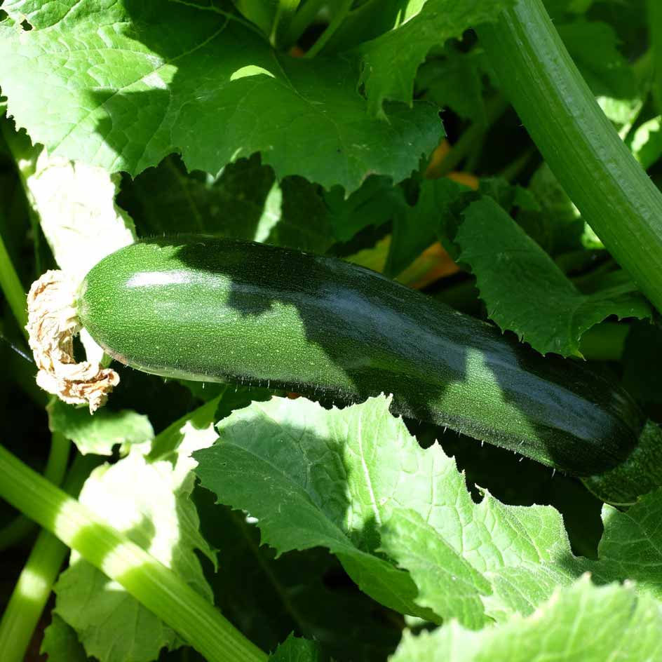 la-bo-te-graines-black-beauty-graines-de-courgette-bio-productive image 4