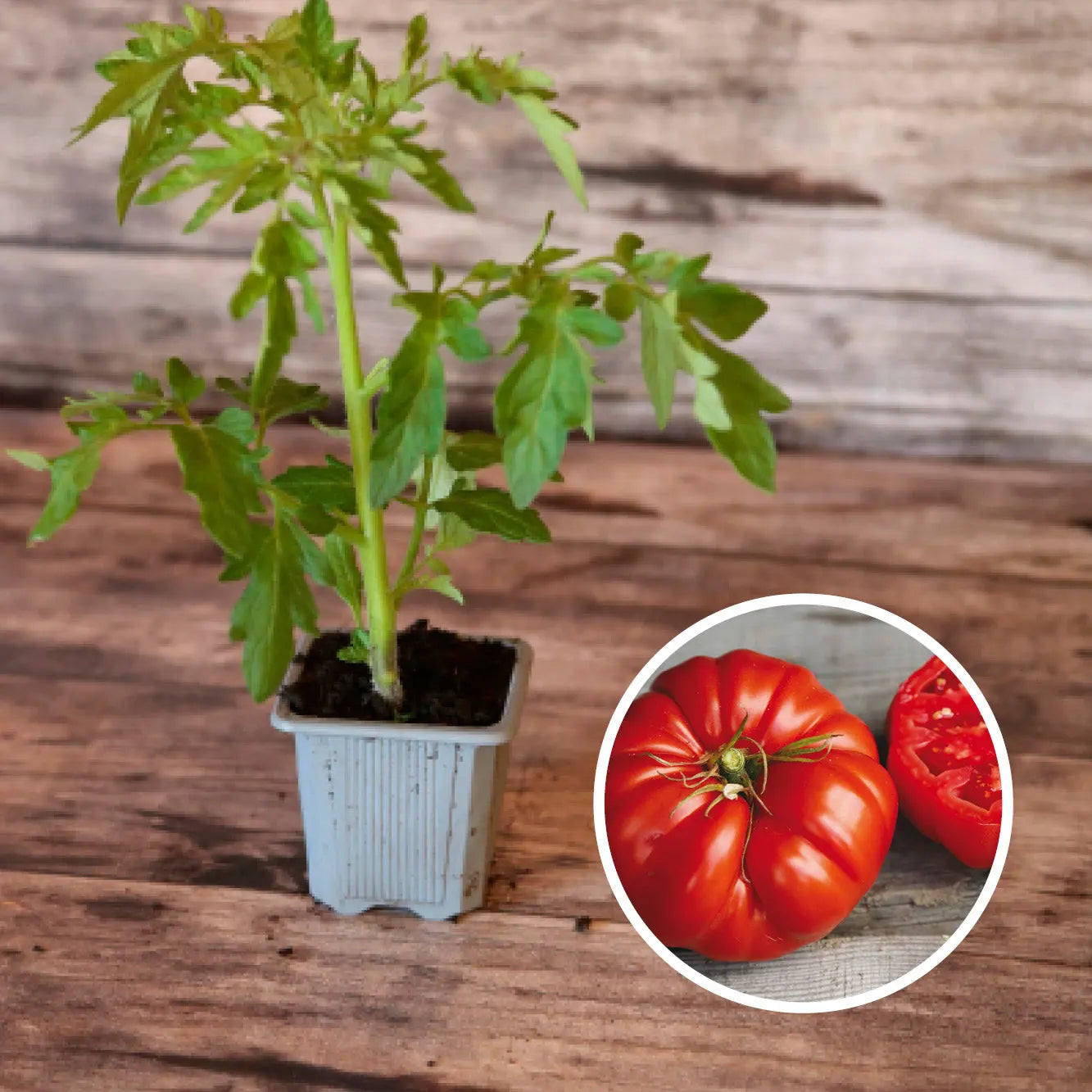 ferme-de-sainte-marthe-s-lection-arc-en-tomates-graines-tomates image 3