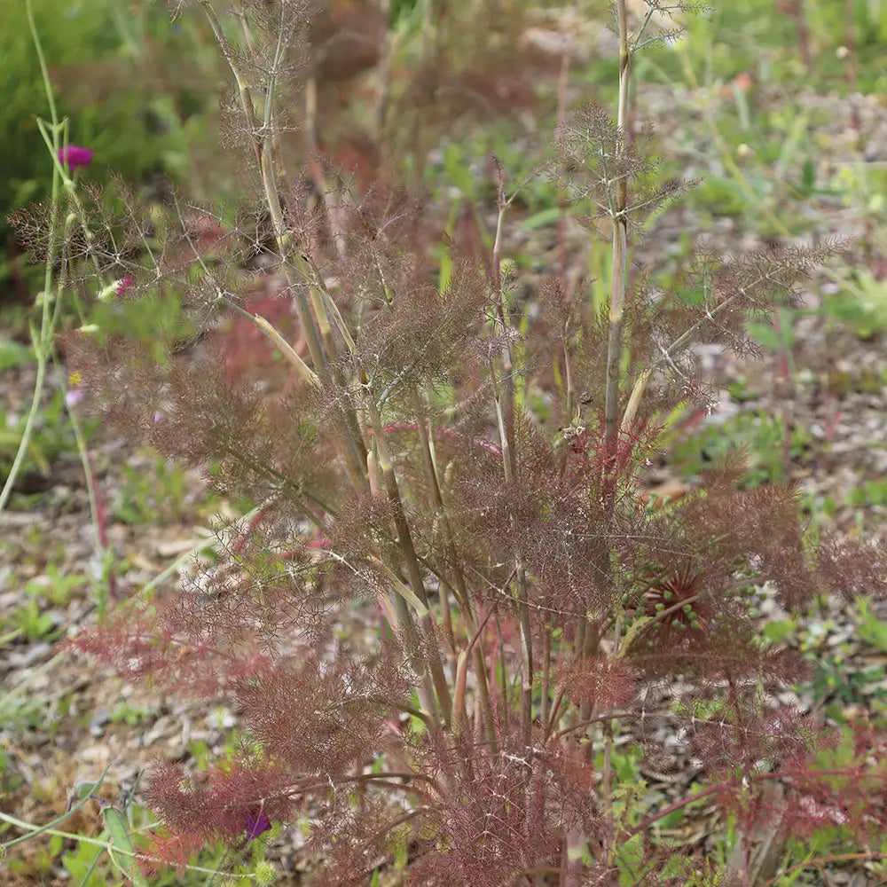 ferme-de-sainte-marthe-plants-bio-plant-de-fenouil-bronze-vivace image 2
