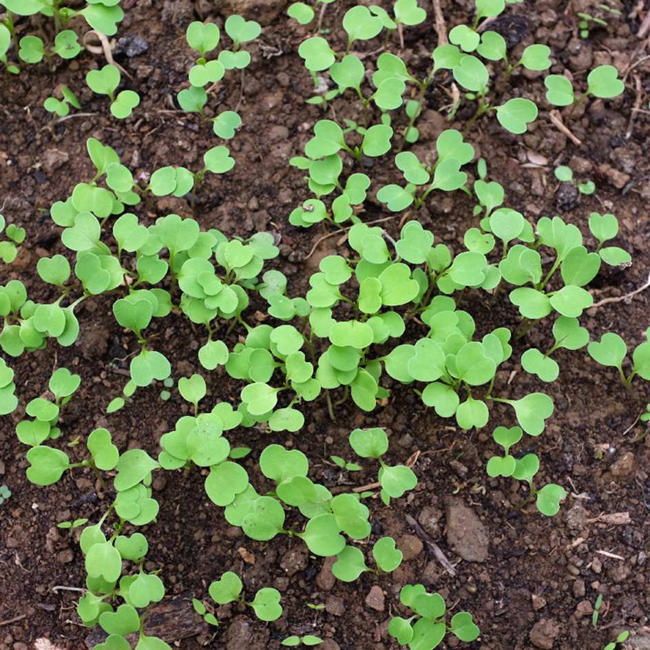 la-bo-te-graines-roquette-cultiv-e-graines-salade-bio image 5