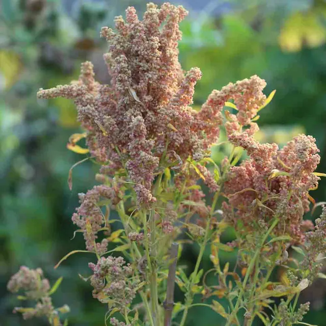ferme-de-sainte-marthe-quinoa-graines-bio-super-aliment-150cm image 1