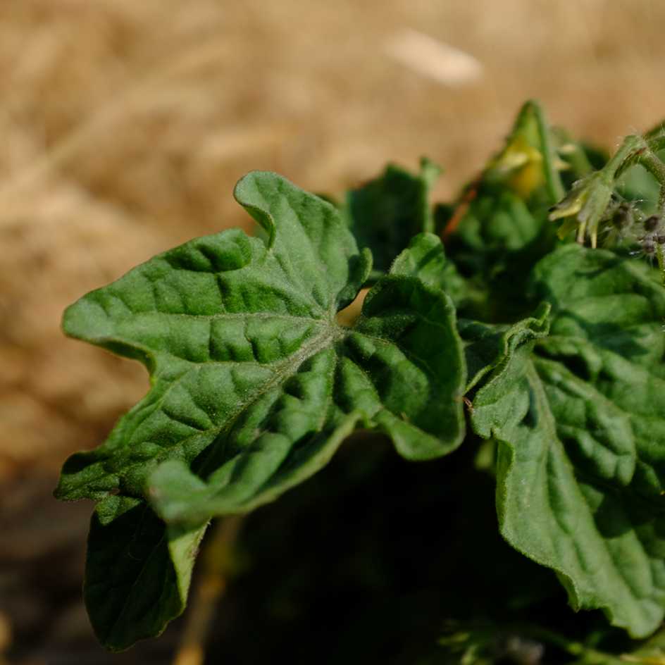 la-bo-te-graines-tomate-robin-rouge-bio-graines-potag-res-pot image 5