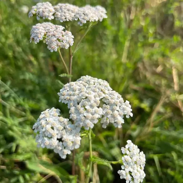 ferme-de-sainte-marthe-achill-e-millefeuille-graines-fleurs-bio image 1